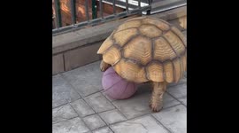 Tortoise Speed Racer