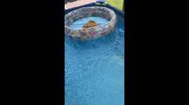 Genius pool hack calms overheated baby—and the internet can’t get enough