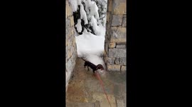 Mini Dachshund Pup Jumps Into Fresh Snow