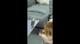 Amusing moment pet dog tries to play with parrot