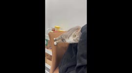 Tabby cat attempts to push owner off a chair
