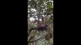 Feisty bird protects nest from farmer harvesting durians