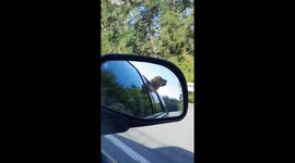 Golden Retriever Puppy Eats the Air