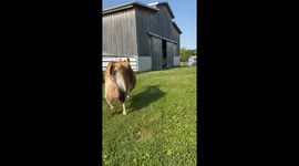 Family Milk Cow Ready for Duty