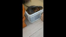 Hungry pet turtle chases small crab on floor