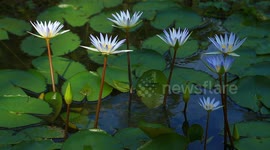 Mini Lotus Lily blooms in the lake area in its season