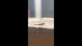 Moth making most of it. Found its food. Captured the moment.