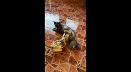 Fully grown cat nurses from mother moggy alongside kitten