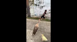 Mother swan chases away child to protect her chicks
