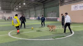 Pet dog joins youngsters playing football