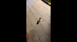 Hedgehog with its head stuck in toy barrel rescued in China
