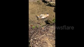 Duck lies in shallow water, leisurely enjoying a bath