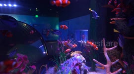 US: SEA LIFE Aquarium at American Dream Mall draws visitors with immersive marine exhibits