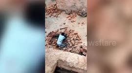 Locals throw bricks at leopard after wild animal launches attack on young man in India