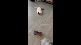 Henk the Hoover-loving cat charms TikTok with viral vacuum moment
