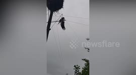 Injured bird dangling upside down from utility pole rescued along with its chicks