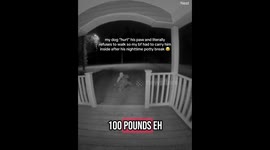 Sir Henry the drama king: 100lb Golden refuses to walk on “injured” paw, gets royal treatment