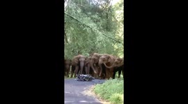Wild elephant herd attack motorbike rider on road in Kerala, India