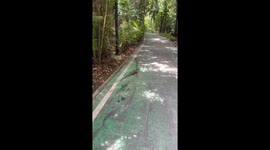 Monitor lizard blocks cyclists as they ride through park