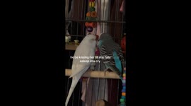 Parakeet prince wins hearts when he gentle kisses it's parakeet princess goodnight