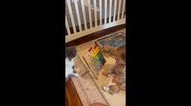 Cat joins baby’s abacus play in perfect harmony