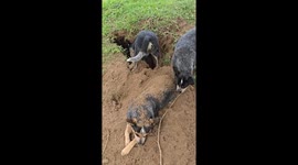 Cattle Dog Buried By Her Sister