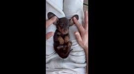 Baby Dachshund Has Velvety Bunny Ears