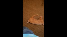 Orange Cat Crawls Sideways in Circles