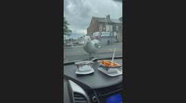 Seagull Sees Food and Pecks Windshield