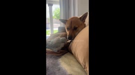 Rocket Protecting His Napping Peace