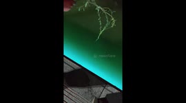 Fish grabs onto to willow tree branch being dangled into water