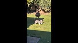 Aussie's border collie plays with friendly emu