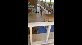 Neighborhood Deer Waiting To Be Fed Corn Feed