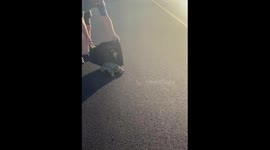 Couple rescues overheated snapping turtle during emergency vet trip