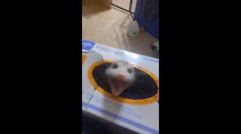 Baby Opossum Hiding in a Box of Gloves