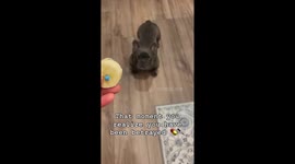 Banana betrayal: Zuko the Frenchie’s priceless reaction to hidden pill goes viral
