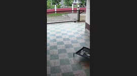 Pet dog carries her table around the yard for a better view