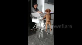 'Let me see!' Poodle bounces up and down trying to get glimpse of owner's newborn baby