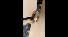 Cat startled by water gun slips and hides inside room in Henan, China