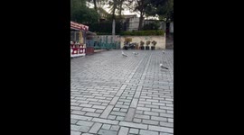 Group of seagulls beg for food with loud calls in Istanbul, Turkey