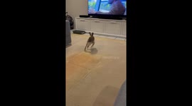 Rescued hare hops around before settling to watch TV in Albury-Wodonga, Australia