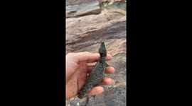 Baby crocodiles call for help while being rescued in Tsavo, Kenya