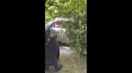 Bear startles couple through window in Pigeon Forge, Tennessee