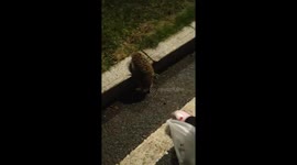Hedgehog gets rescued from gutter and curls up safely in Jilin, China