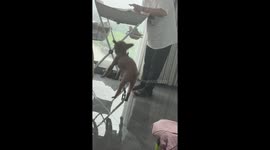 Dog reacts playfully to baby in Jiangsu, China