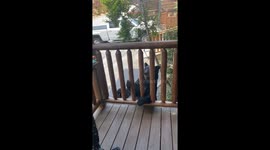 A bear tries to climb a balcony in Gatlinburg, Tennessee, USA