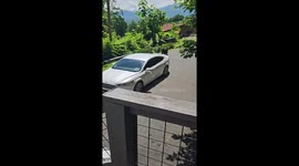 Bear opens car door and climbs inside in Gatlinburg, Tennessee, USA