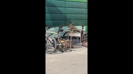 Swarm of bees gathers on bicycle in Minsk, Belarus