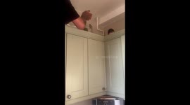 Baby sparrow gently released from kitchen in Bolton, England, UK