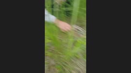 Fawn encounter while foraging mushrooms in Vyetka, Belarus
